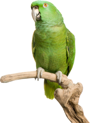 Green parrot perched on a branch